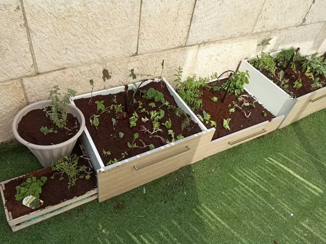 גינת ירק ותבלין